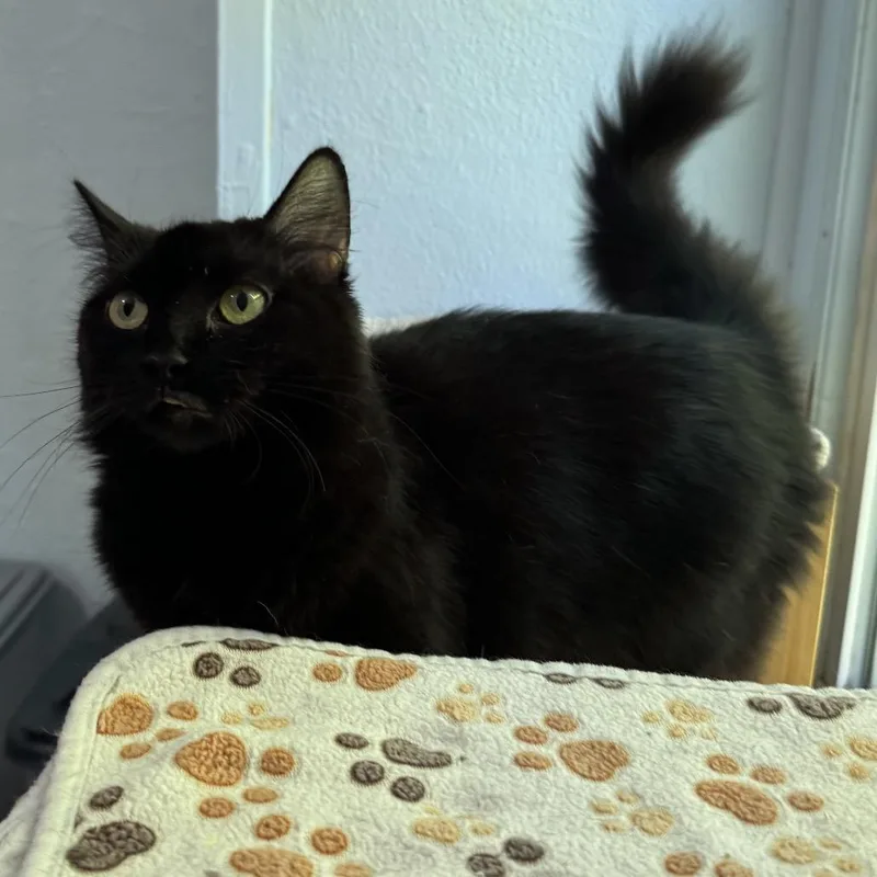 A young medium-sized female Domestic Long Hair cat named Barbara Jean for adoption in Portage, MI
