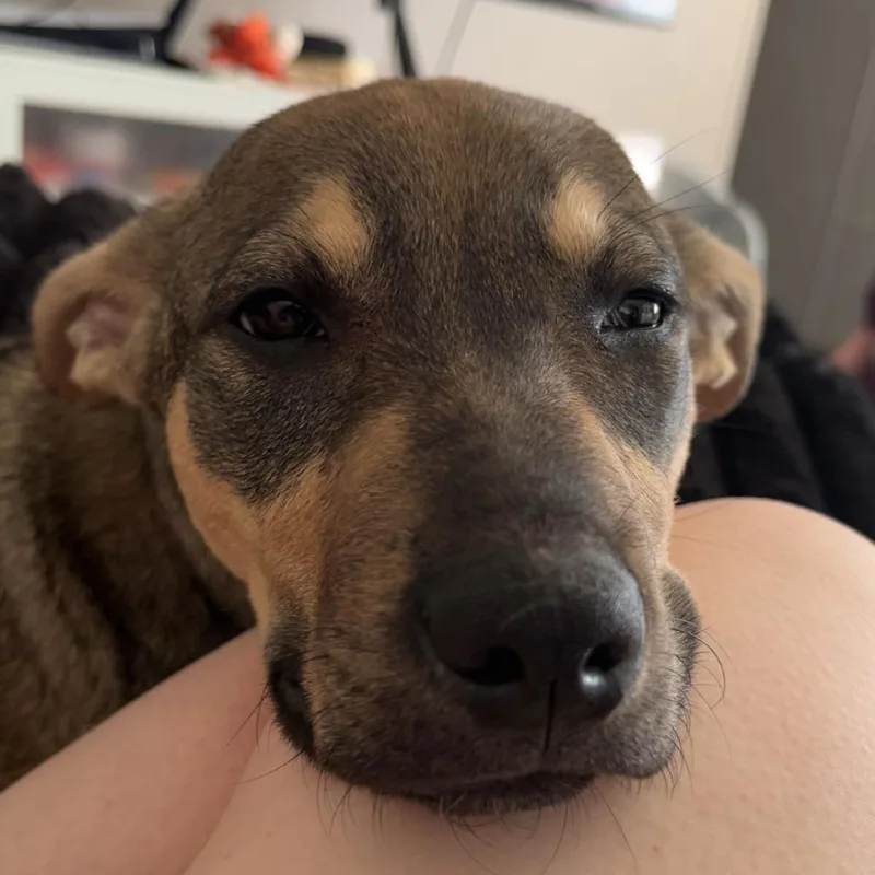 A baby large-sized female Sable German Shepherd Dog named Gigi for adoption in Springboro, OH