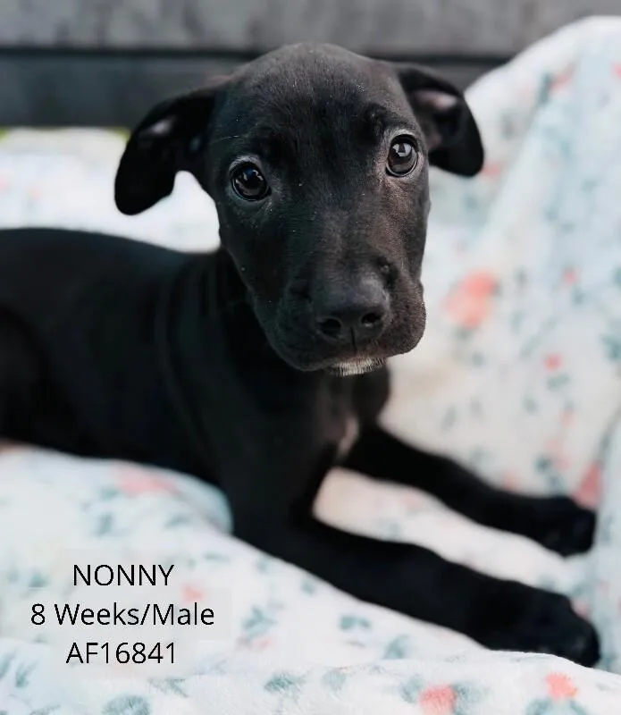 A young medium-sized male Pit Bull Terrier dog named Nonny for adoption in Supply, NC