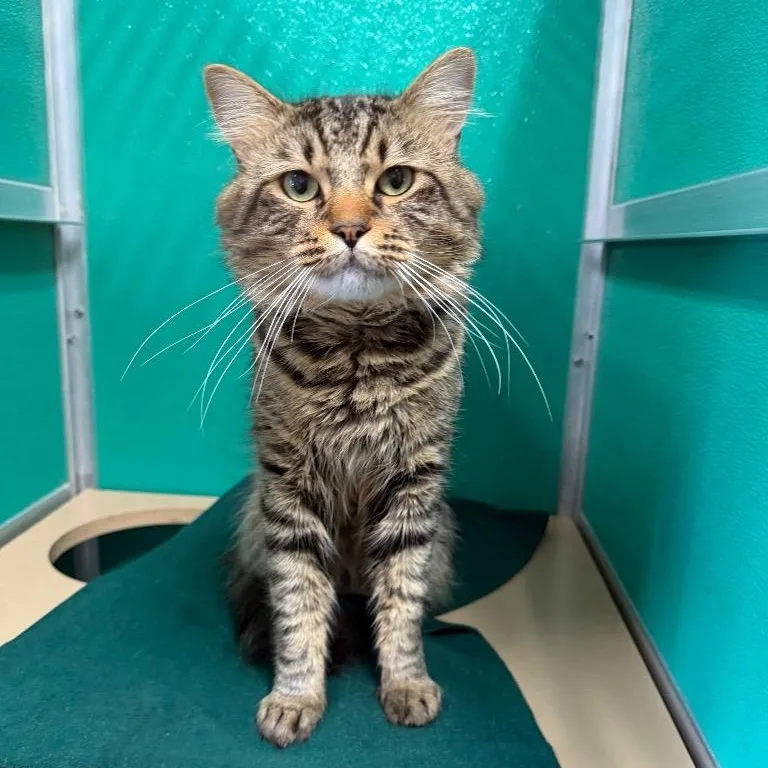A young medium-sized male Domestic Medium Hair cat named Bandit for adoption in Fall River, MA