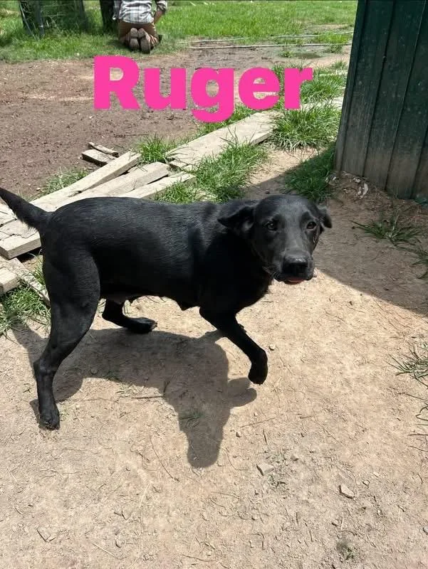 An adult medium-sized female Black Labrador Retriever dog named Ruger for adoption in Pine Bluff, AR