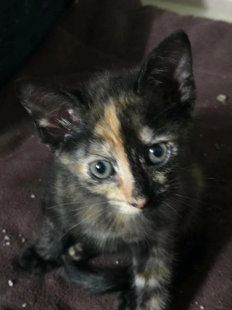A baby small-sized female Domestic Short Hair cat named Rose for adoption in Tampa, FL