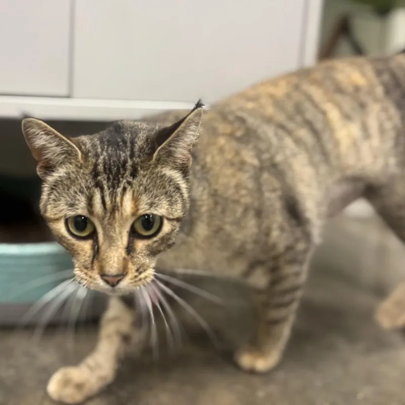 A young small-sized female Brown / Chocolate Domestic Short Hair cat named Mt for adoption in Garfield, AR