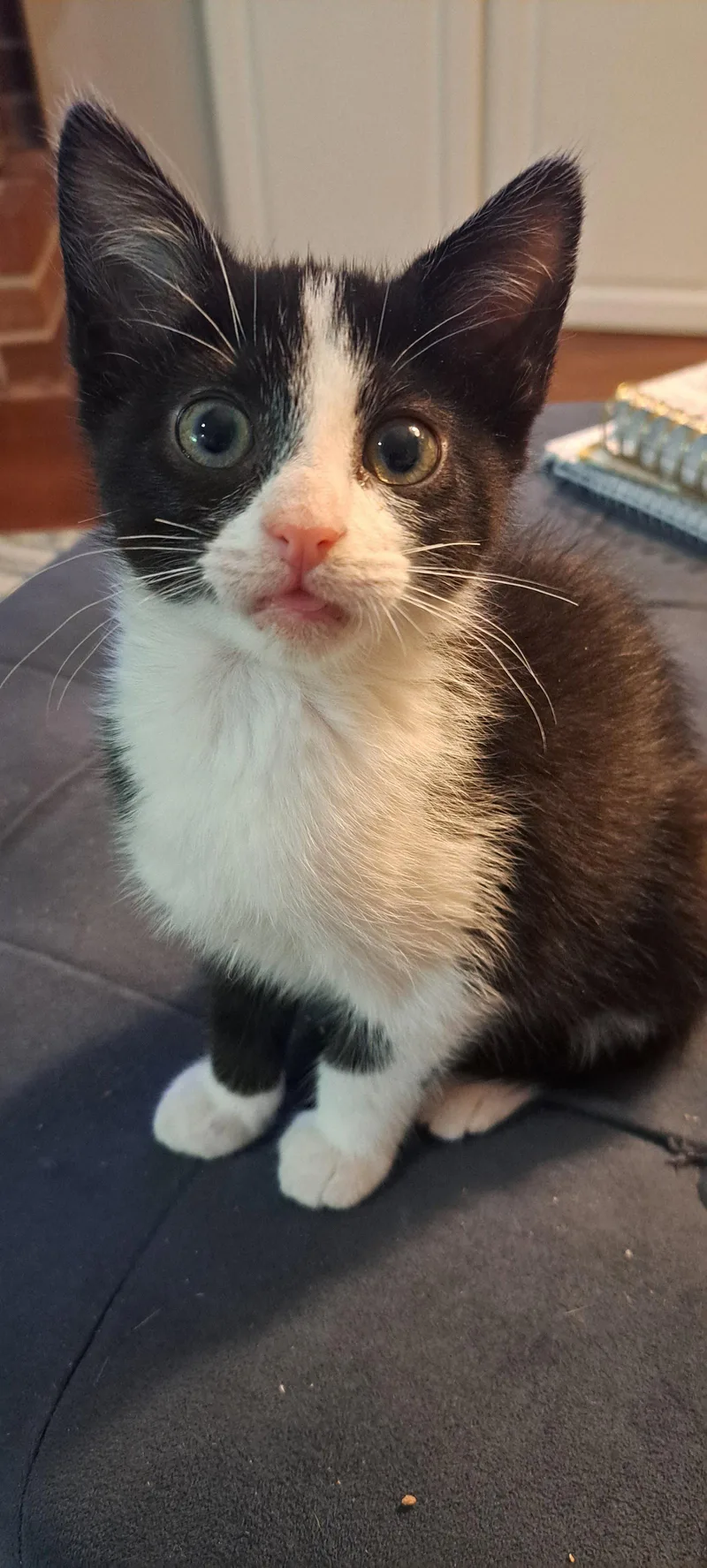 A baby medium-sized female Black & White / Tuxedo Domestic Short Hair cat named Milkshake  Willow Grove for adoption in Greenville, DE