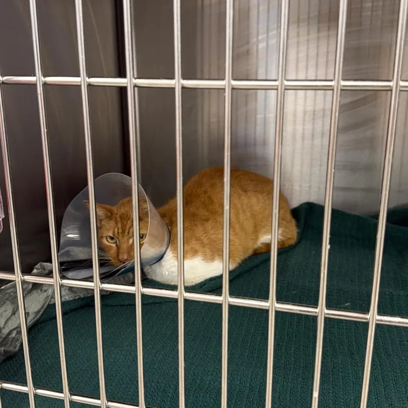 Gus The Ninth thumbnail 2