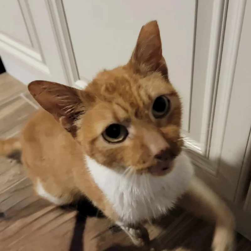 Gus The Ninth thumbnail 3