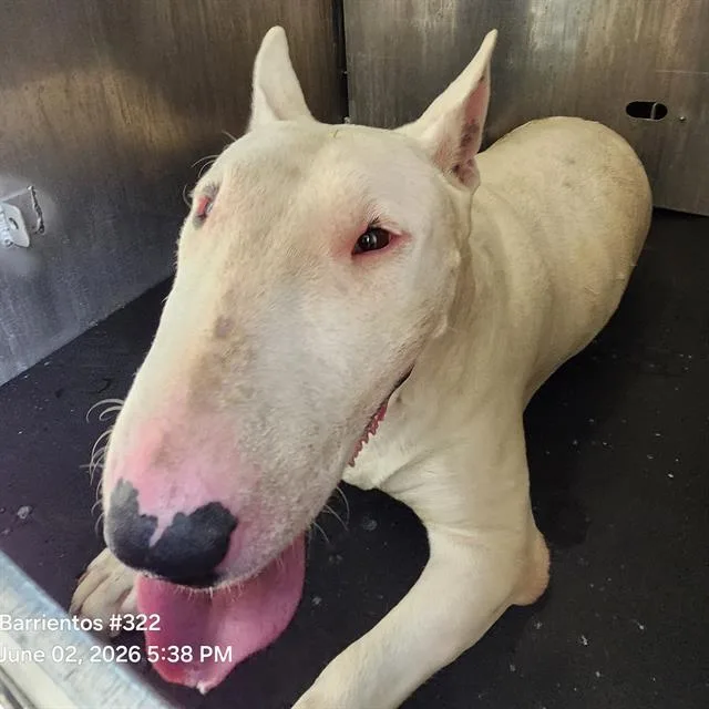 A young medium-sized female Bull Terrier dog named Rue for adoption in San Antonio, TX