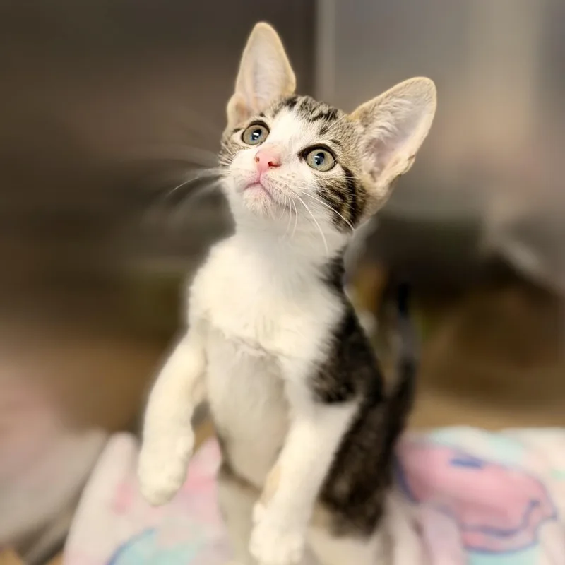 A baby medium-sized female Tabby (Brown / Chocolate) Domestic Short Hair cat named Palkia for adoption in Jackson, NJ