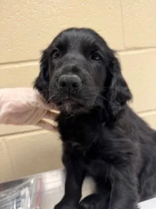 A baby small-sized male Labrador Retriever dog named Lennon for adoption in Irving, TX