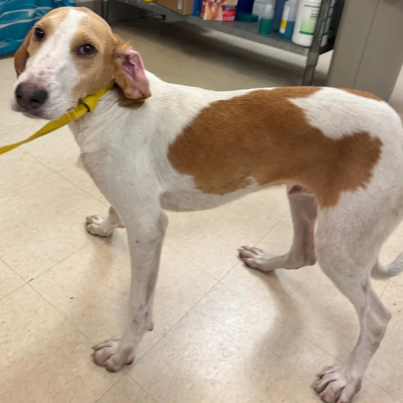 An adult medium-sized male White / Cream Hound dog named Marty for adoption in Lake Panasoffkee, FL
