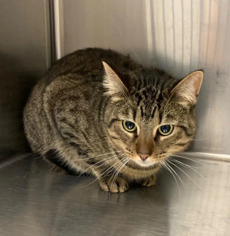 An adult medium-sized male Domestic Short Hair cat named Hawkeye for adoption in Jonesboro, AR