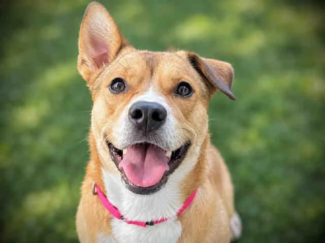 A young medium-sized female Retriever dog named Millie for adoption in Bonita, CA