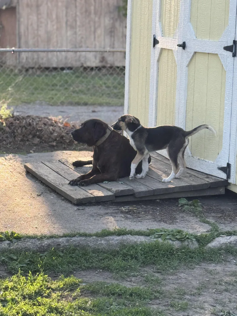 A baby medium-sized male Tricolor (Brown, Black, & White) German Shepherd Dog dog named Oj! Sweet Amazing Trained for adoption in RUSSIAVILLE, IN