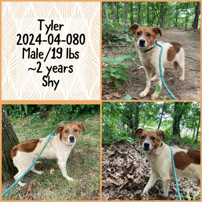 A young medium-sized male Terrier dog named Tyler for adoption in Winder, GA