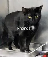 An adult medium-sized female Black Domestic Short Hair cat named Rhonda for adoption in Moline, IL