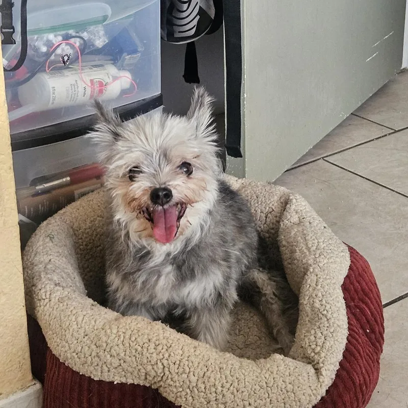 An adult small-sized male Gray / Blue / Silver Yorkshire Terrier dog named Scruffy for adoption in Las Vegas, NV