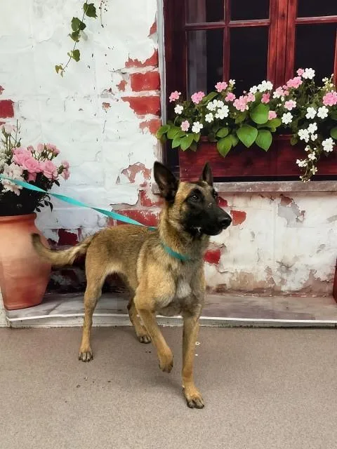 A young large-sized female Belgian Shepherd / Malinois dog named Eloise for adoption in San Bernardino, CA