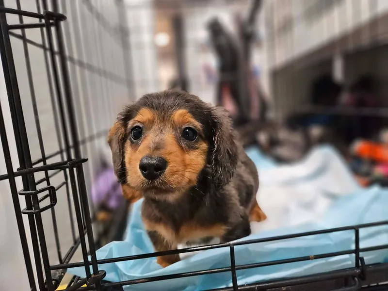 A baby small-sized male Bicolor Miniature Dachshund dog named Hugo for adoption in Twin lakes, WI