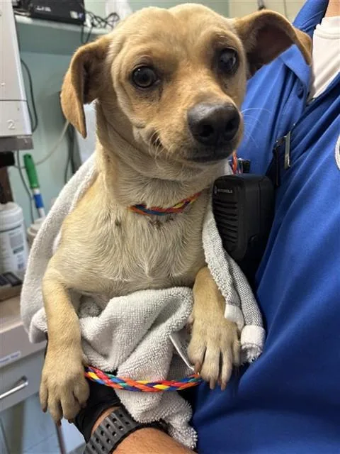 A young small-sized male Chihuahua dog named Enriquo for adoption in Sacramento, CA