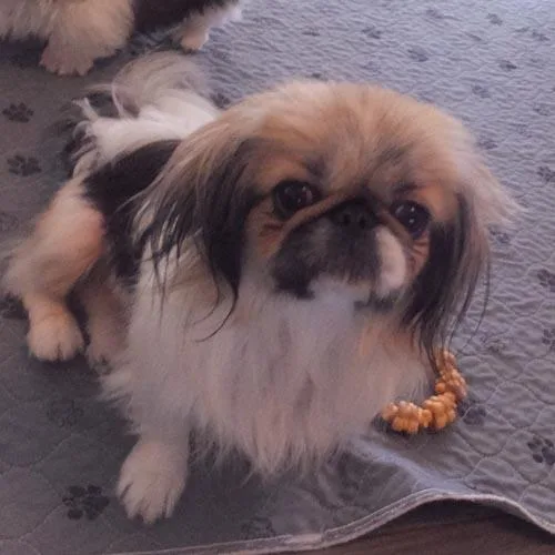 A young small-sized female Tricolor (Brown, Black, & White) Pekingese dog named Prudy for adoption in Trufant, MI