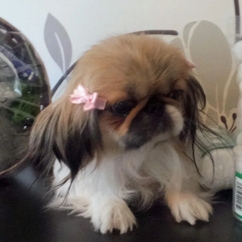 Prudy thumbnail 6