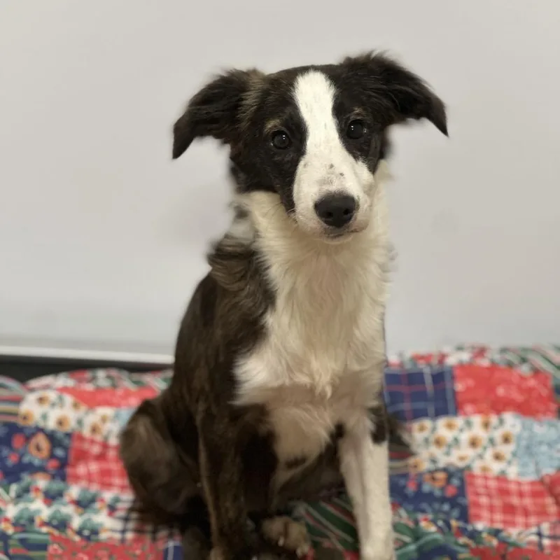 A young small-sized female Black Collie dog named Betsy for adoption in San Saba, TX