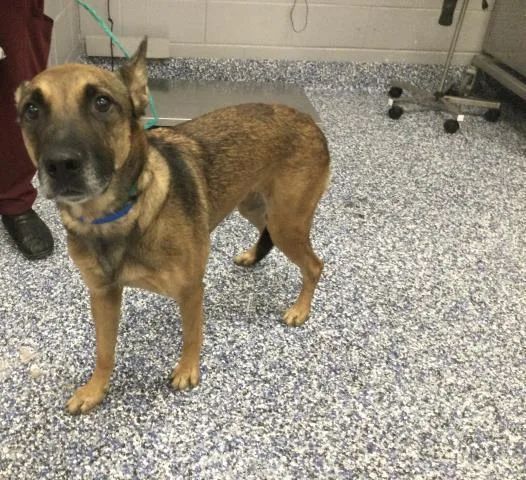 An adult medium-sized male Belgian Shepherd / Malinois dog named Ruben for adoption in Thousand Palms, CA