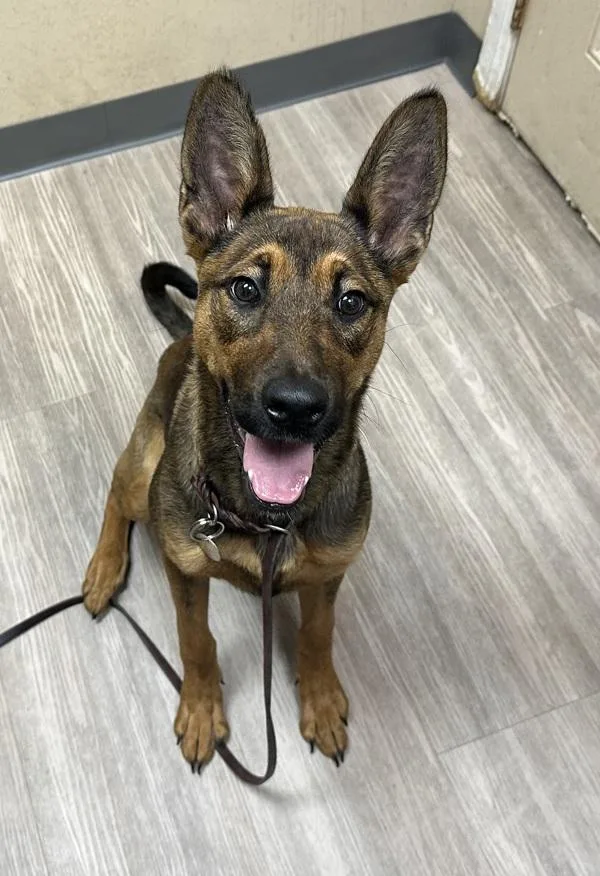 A young medium-sized female German Shepherd Dog dog named Poppy for adoption in Oceanside, CA