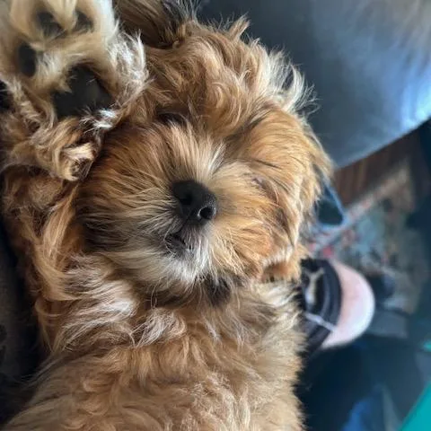 A baby small-sized male Brown / Chocolate Lhasa Apso dog named Chewbacca for adoption in Buffalo, MN