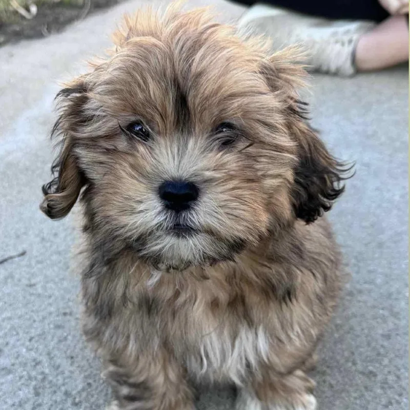 Chewbacca thumbnail 2