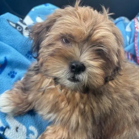 Chewbacca thumbnail 3