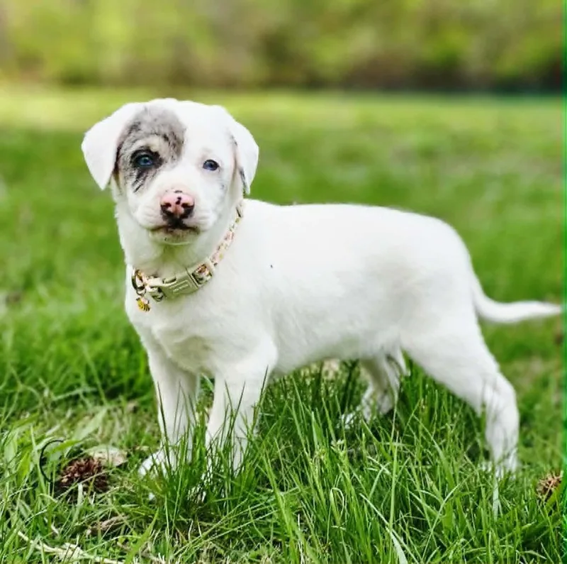 A baby medium-sized male Australian Shepherd dog named Caterpillar for adoption in Troy, IL