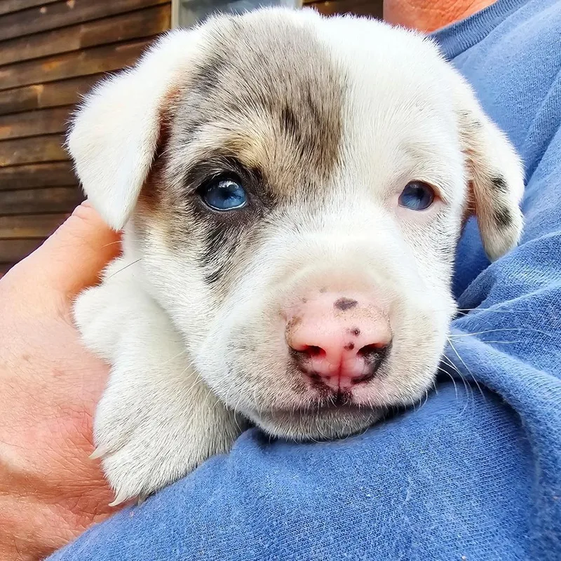 Caterpillar thumbnail 2