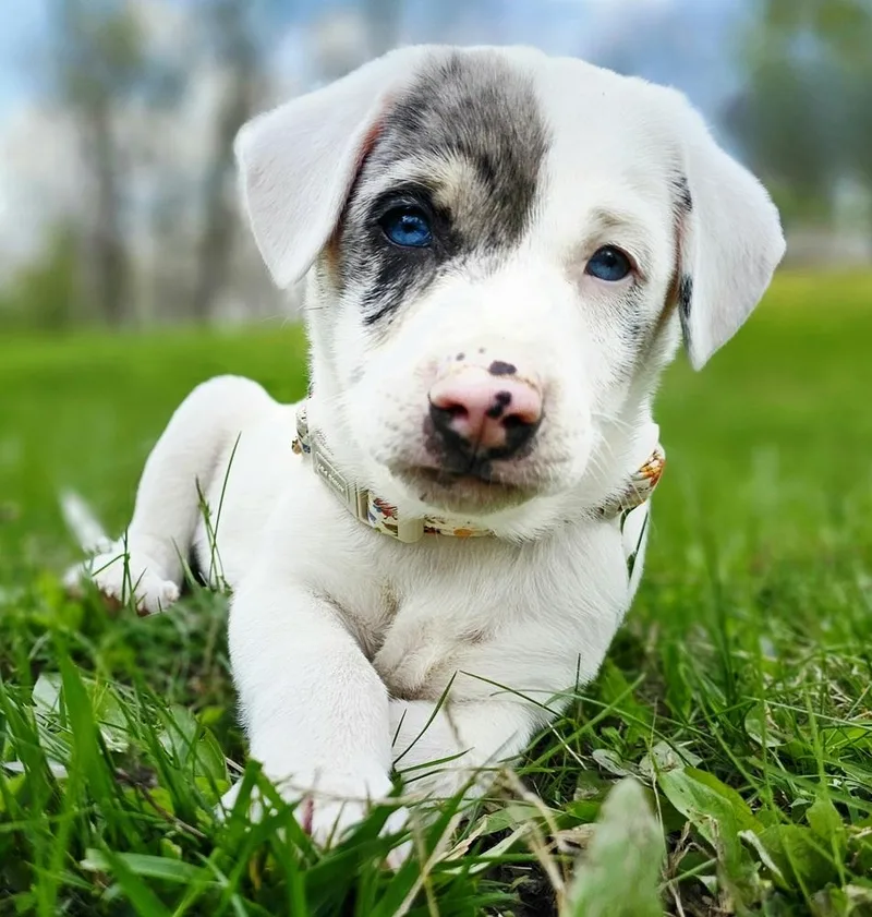 Caterpillar thumbnail 3