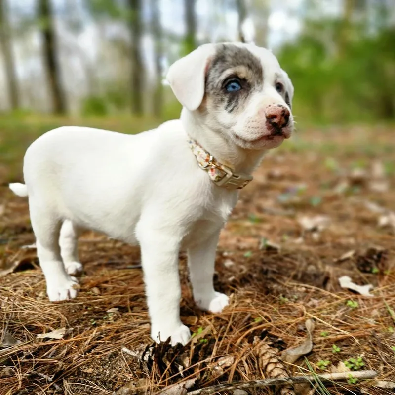 Caterpillar thumbnail 4