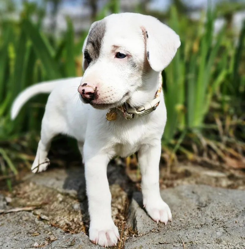 Caterpillar thumbnail 5