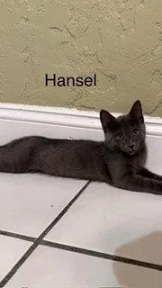 Hansel thumbnail 2