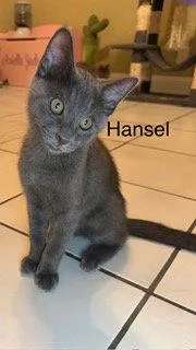 Hansel thumbnail 3