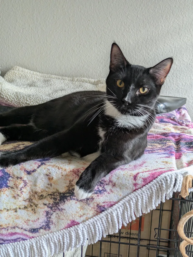 An adult large-sized male Black & White / Tuxedo Domestic Short Hair cat named Clover for adoption in Walnut, CA