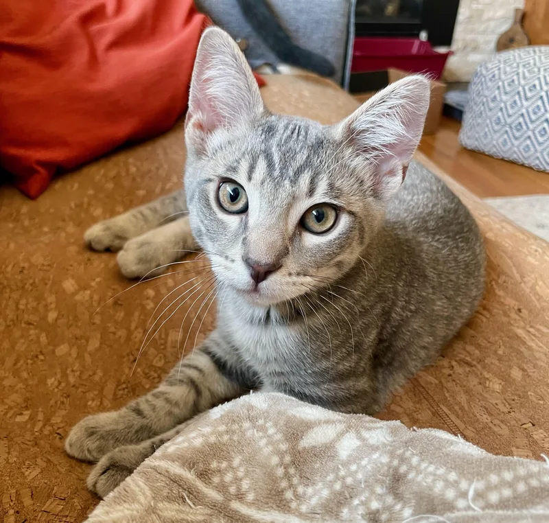 A baby medium-sized male Black Domestic Short Hair cat named Sam & Rikki for adoption in The Dalles, OR