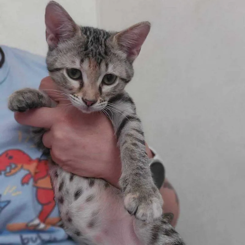 A baby small-sized female Brown / Chocolate Domestic Short Hair cat named Zara for adoption in Tallahassee, FL