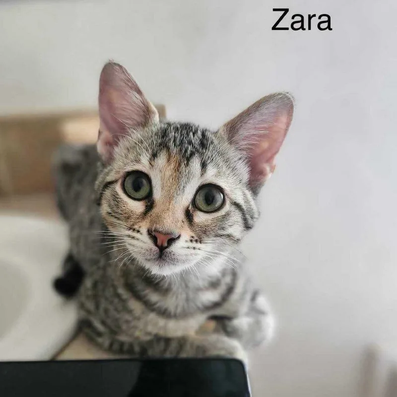 Zara thumbnail 3