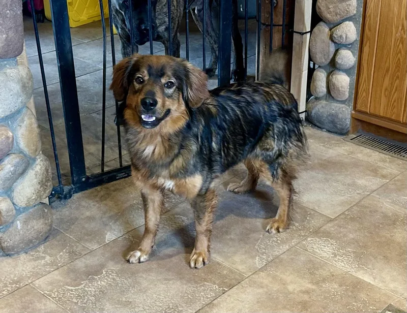 All American Mutt thumbnail 2