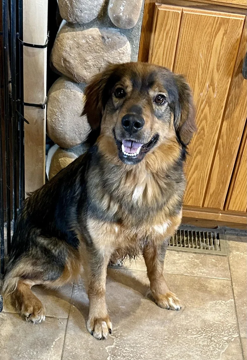 All American Mutt thumbnail 3