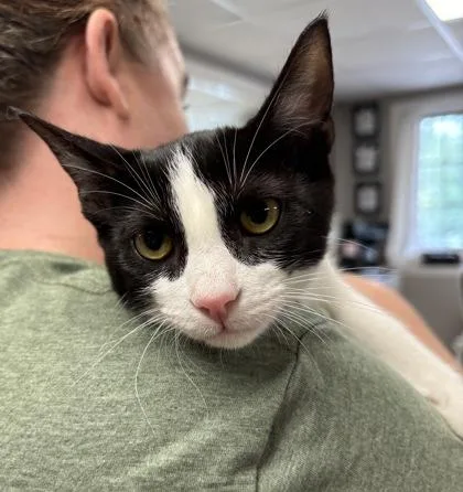 A baby medium-sized female Domestic Short Hair cat named EvieGromit Bonded Pair for adoption in East Brookfield, MA