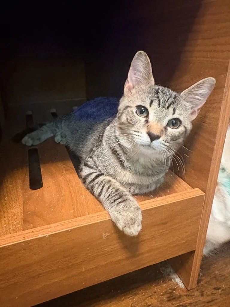 A baby small-sized male Domestic Short Hair cat named Jermaine for adoption in Darien, GA