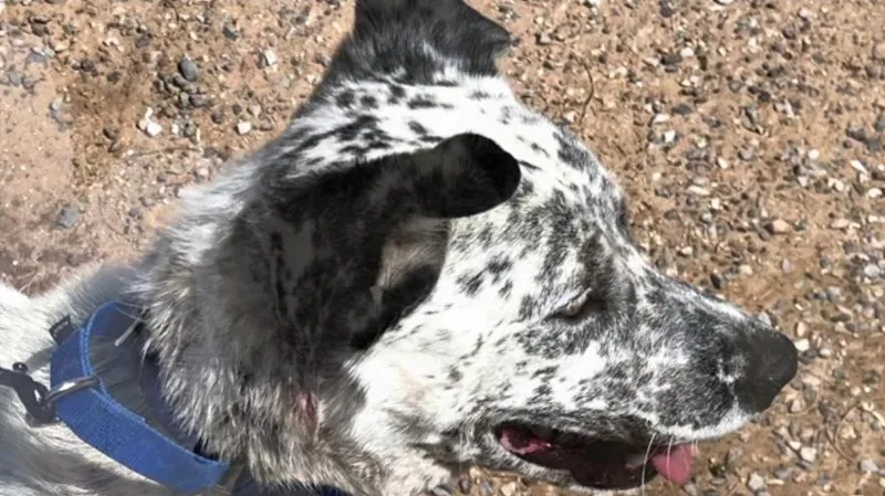 Chase Ace Cattle Pup! thumbnail 2