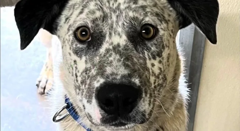 Chase Ace Cattle Pup! thumbnail 3