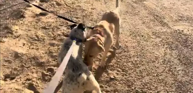 Chase Ace Cattle Pup! thumbnail 4