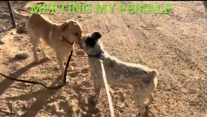 Chase Ace Cattle Pup! thumbnail 5